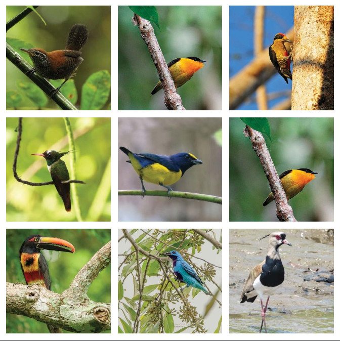 Corcovado Bird Watching, Biodiversity, Endemic Bird Species, Osa Peninsula, National Bird Route