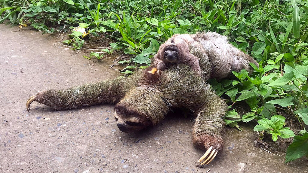 Sloths in Puntarenas, Manuel Antonio National Park sloths, Tropical sloth species, Conservation of Puntarenas sloths, Arboreal sloth adaptations