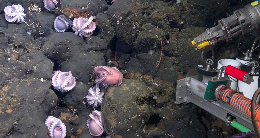 Deep-sea exploration, New octopus species, Marine biodiversity, Conservation efforts, Schmidt Ocean Institute