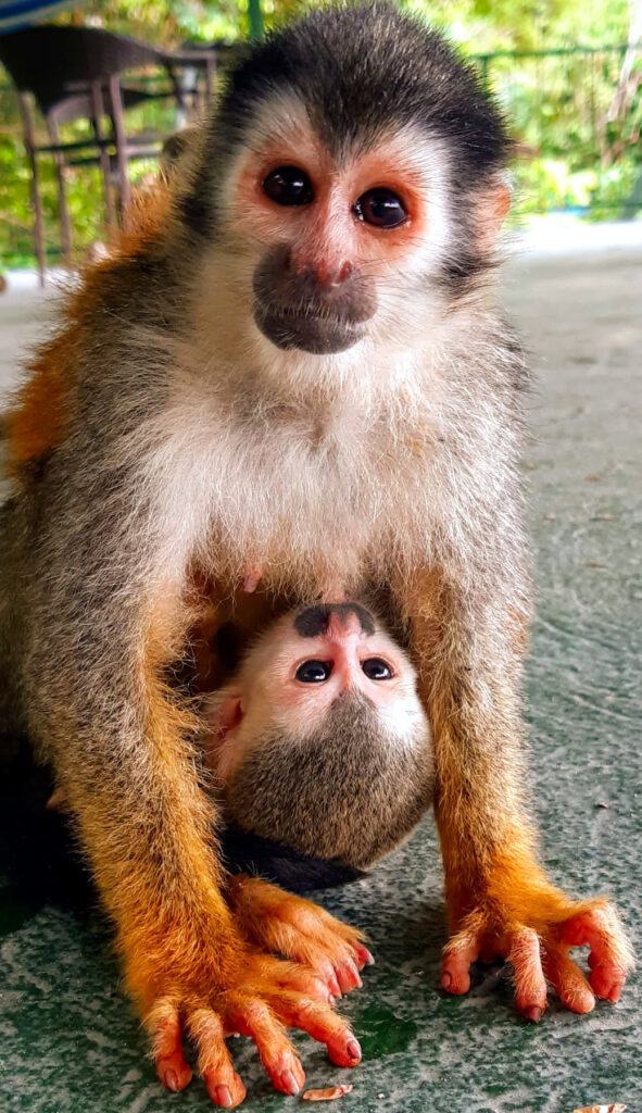 Titi Monkey Quepos, Titi Monkey Biodiversity Conservation, Saimiri oerstedii Subspecies, Forest Canopy Guardians, Titi Monkey Habitat Threats, Picture from Gipsy Chavarria
